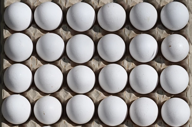 egg