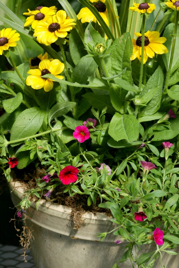 garden