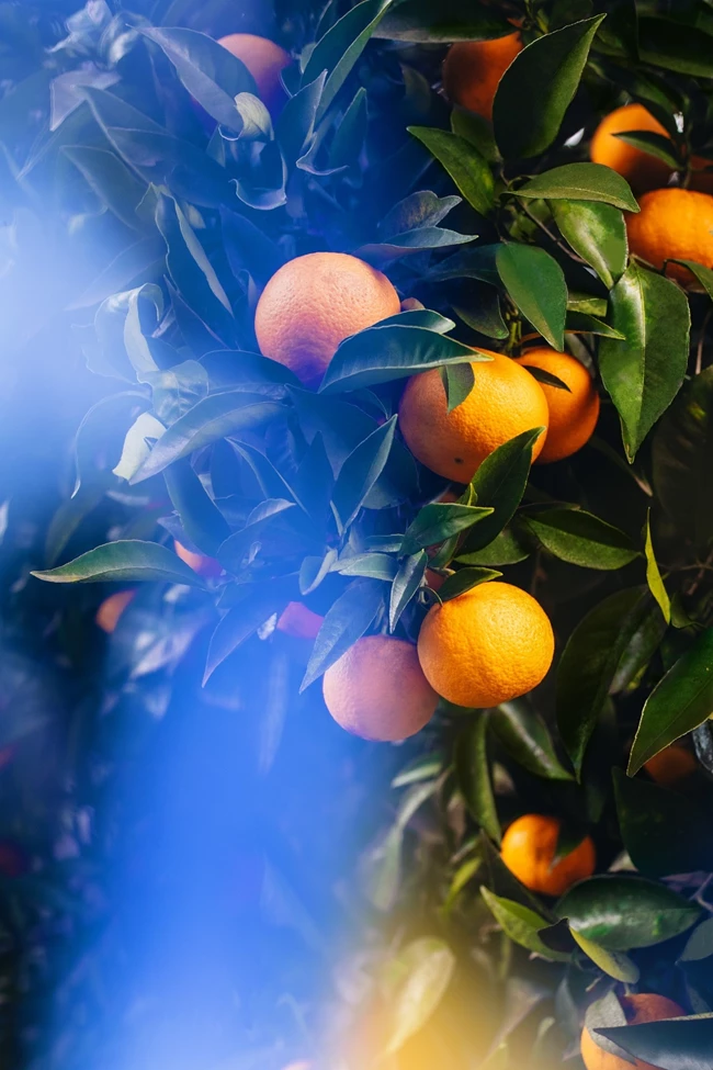 Arancia La Spugnatura | Ωδή στη φύση