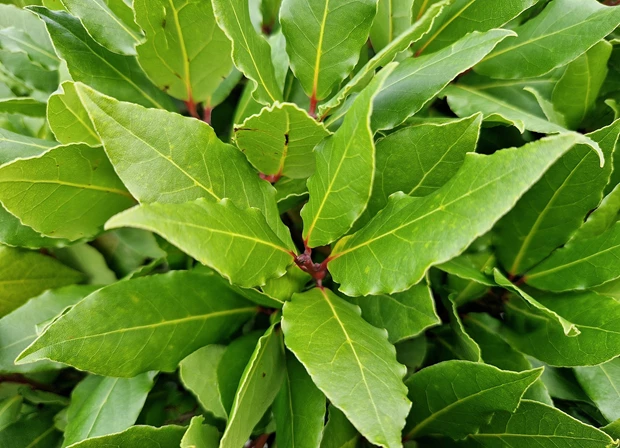 Laurus Nobilis