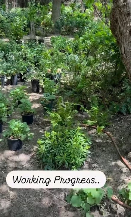 κήπος alejandra silva