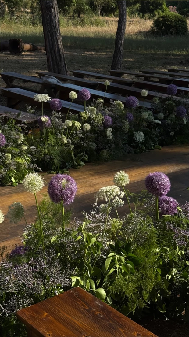 allium