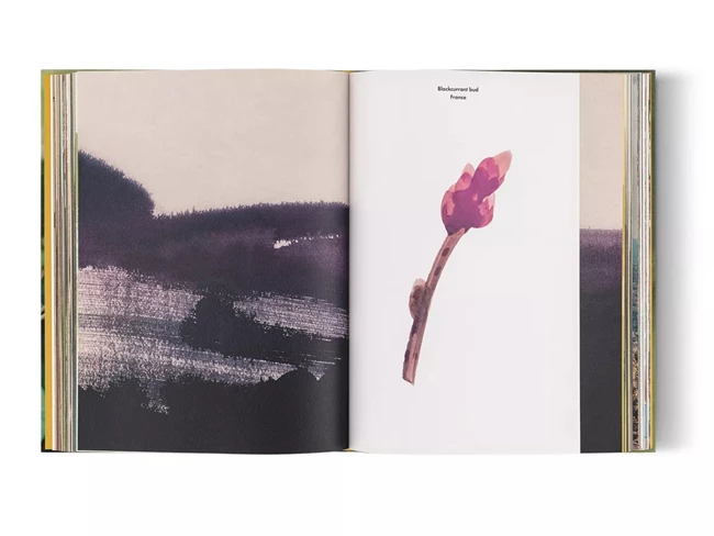 Louis Vuitton Book