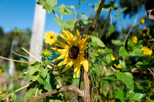 sunflower