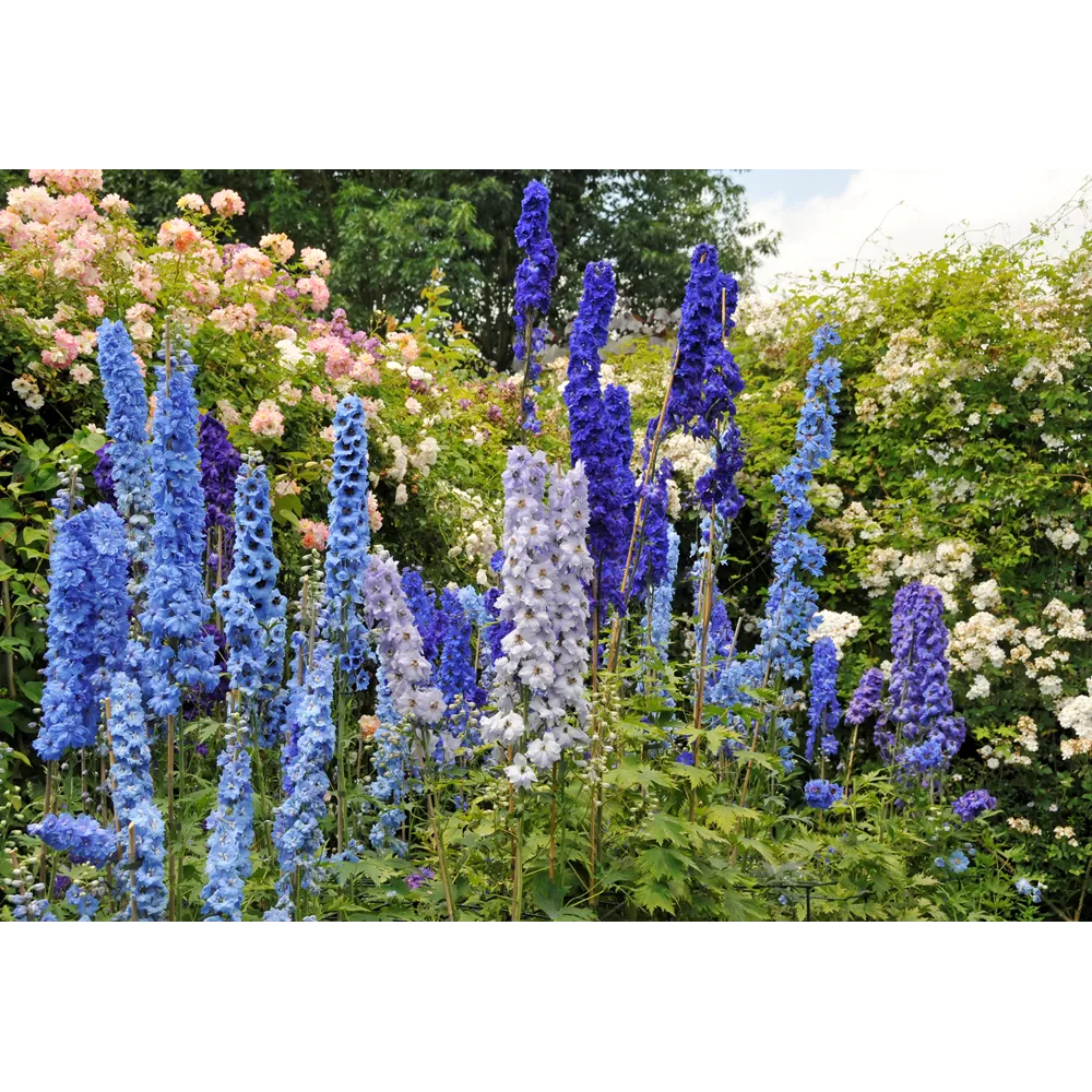 Ο πρίγκιπας Κάρολος: Delphiniums