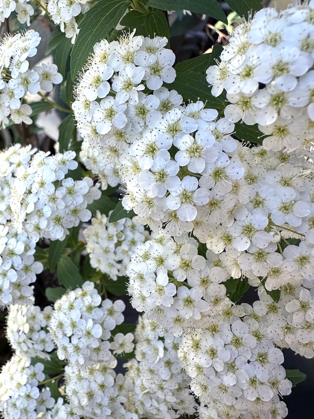 Spiraea