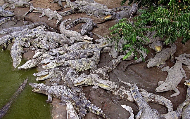 Μπορεί η αγάπη της μόδας στα εξωτικά δέρματα και τη γούνα να ευθύνεται για την επόμενη πανδημία;