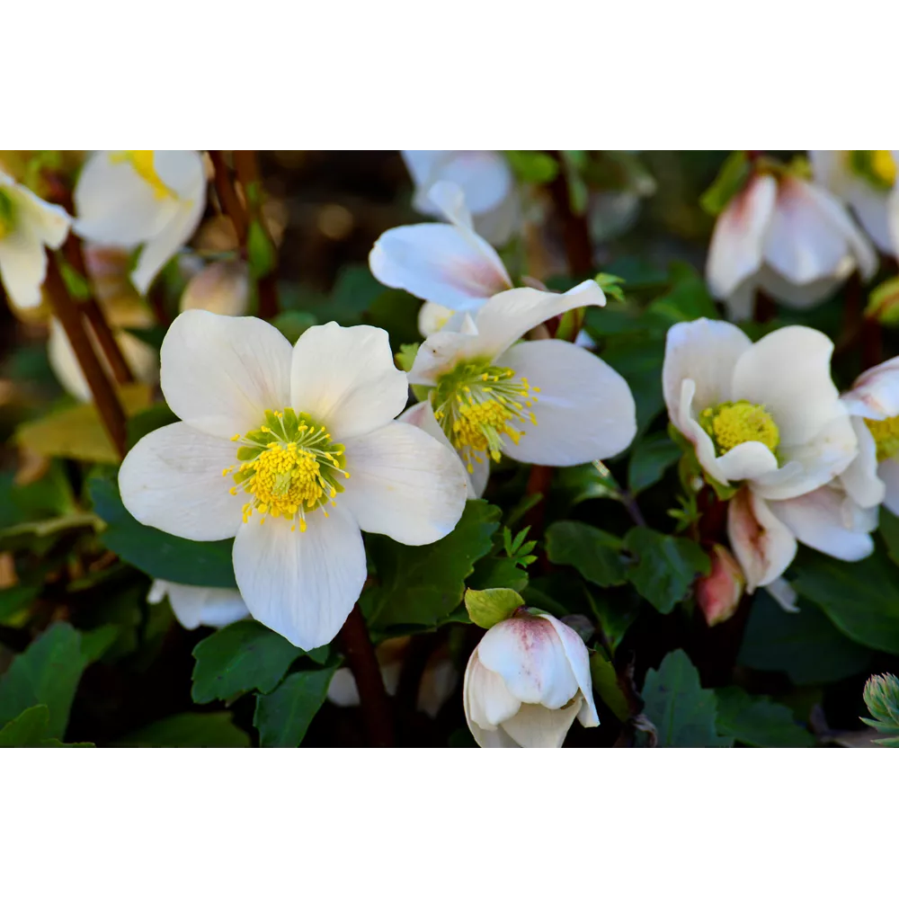 Η πριγκίπισσα Άννα: Helleborus (Ελλέβορος)