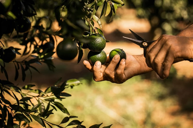 Η γη της Σικελίας | Το νέο πλούσιο σε εσπεριδοειδή άρωμα που θα λατρέψετε