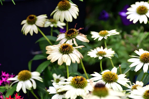 Garden designers | Αυτό είναι το αγαπημένο τους λουλούδι που αντέχει στον καύσωνα και μοιάζει με μαργαρίτα