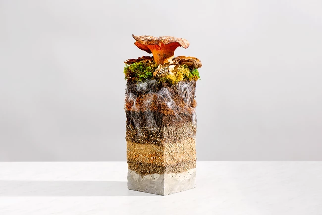 Δέρμα από μανιτάρια | To βιώσιμο μέλλον στη μόδα είναι εδώ