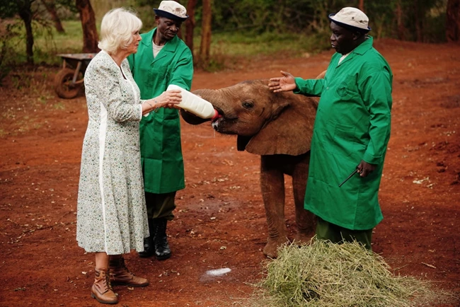Βασίλισσα Καμίλα | Ταΐζει ένα μωρό ελέφαντα στην Κένυα