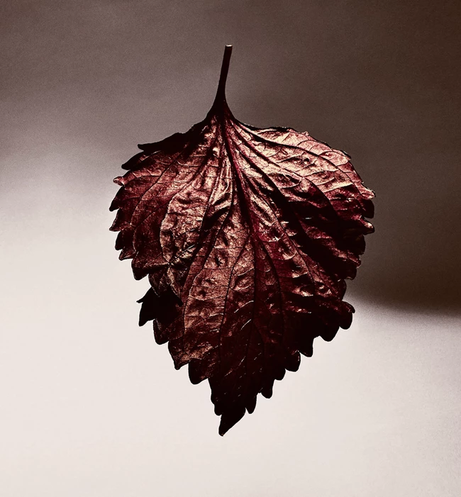 Barénia | Το πρώτο chypre του οίκου Hermès