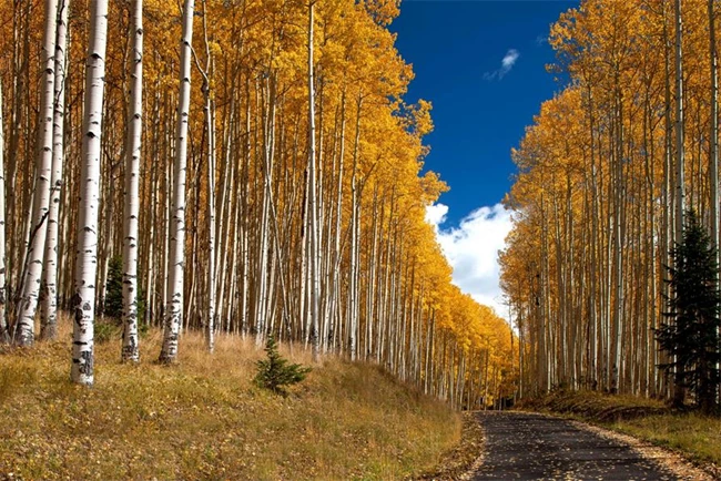 Tom Cruise σπίτι