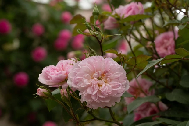 Τα σπιτικά κόλπα της μητέρας μας για να ξεφορτωθούμε τα μυρμήγκια σε κήπο και βεράντα