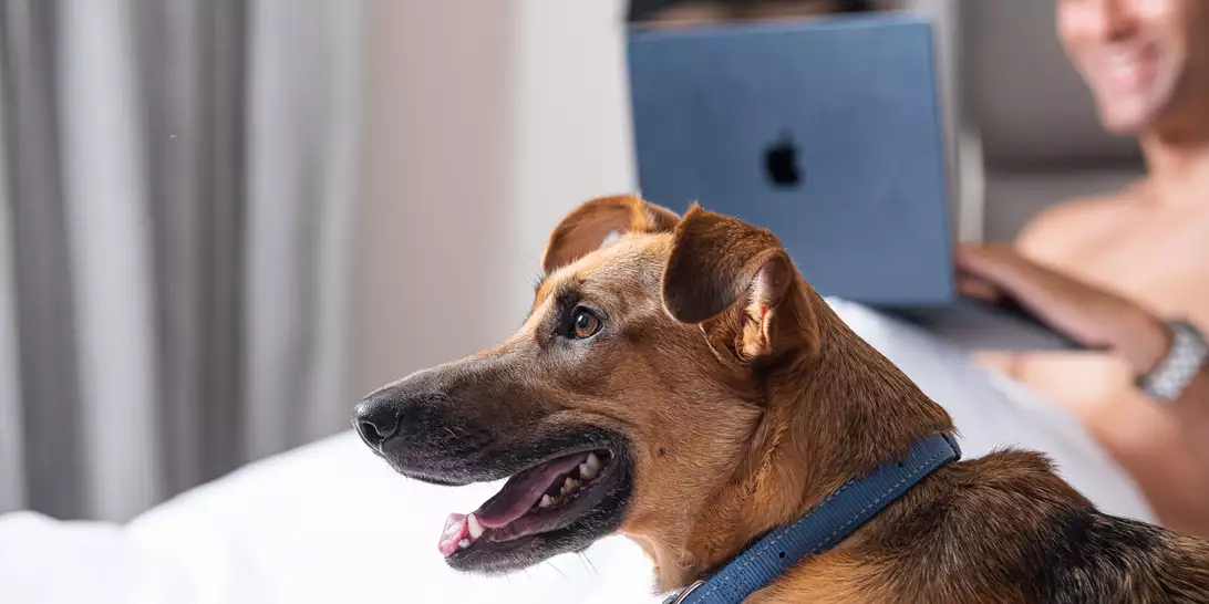 Φιλοξενία με... ουρά : H καλύτερη παρέα έχει 4 πόδια