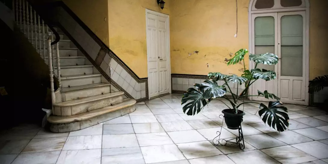 Αυτό το εκκεντρικό φυτό προσελκύει χρήματα και τύχη! Χρειάζεται πότισμα μόνο τρεις φορές το μήνα