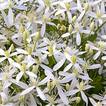 Γιατί μας γοητεύουν τόσο τα αρώματα που διαθέτουν πλούσιες ζεστές νότες βανίλιας;