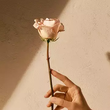 Spicy Rose | Το πιο φωτεινό και πικάντικο άρωμα τριαντάφυλλου που έχετε δοκμάσει