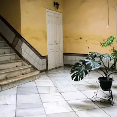 Αυτό το εκκεντρικό φυτό προσελκύει χρήματα και τύχη! Χρειάζεται πότισμα μόνο τρεις φορές το μήνα