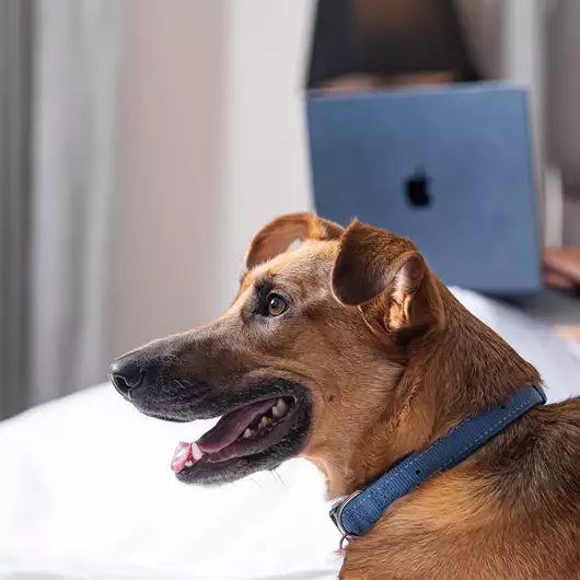 Φιλοξενία με... ουρά : H καλύτερη παρέα έχει 4 πόδια